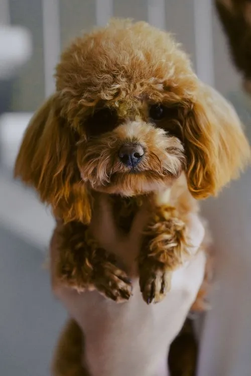 Фото 19, Виталий и Анастасия